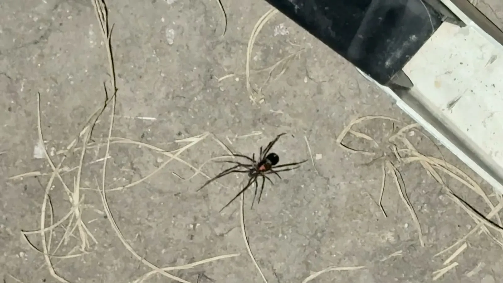 A black widow spider on the ground beside the RV entry steps at the Badlands boondocking site