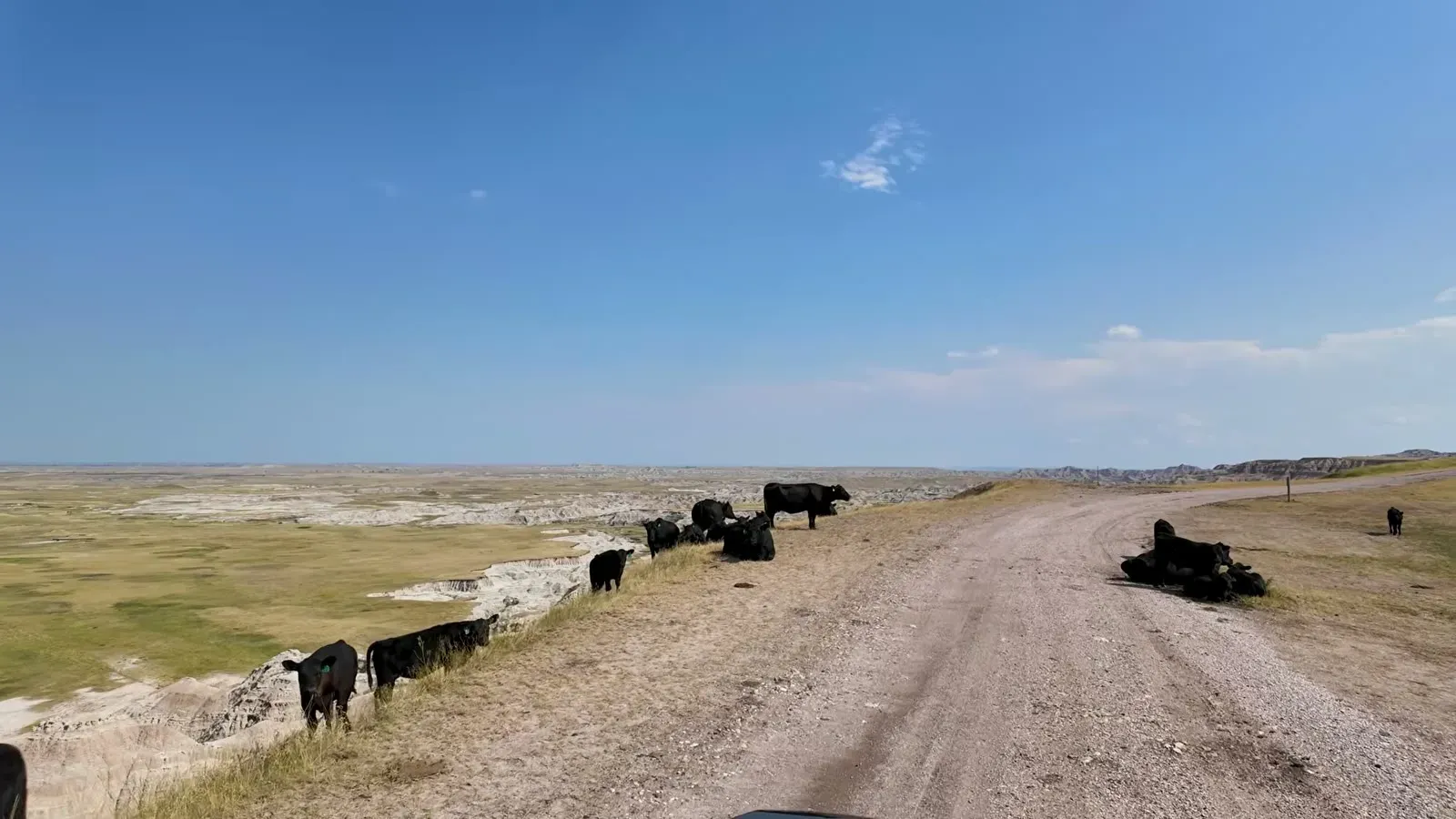 A herd of black cattle strung along the gravel road and cliff edge near our Badlands boondocking site