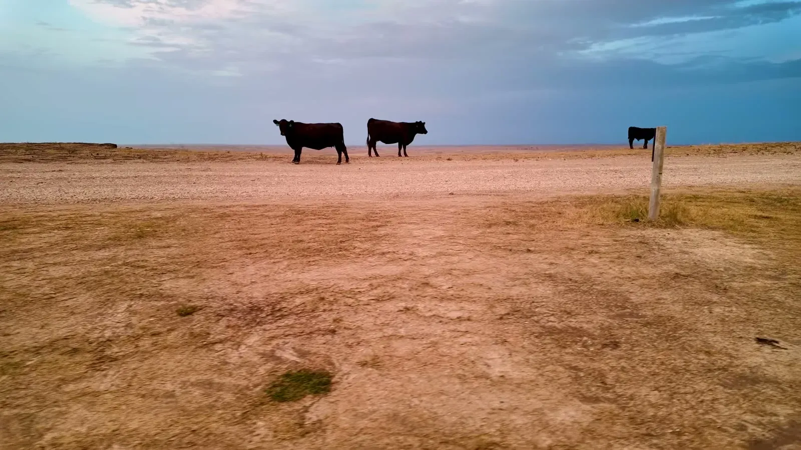 Three cattle standing on open Badlands ground at dusk, watching the camera