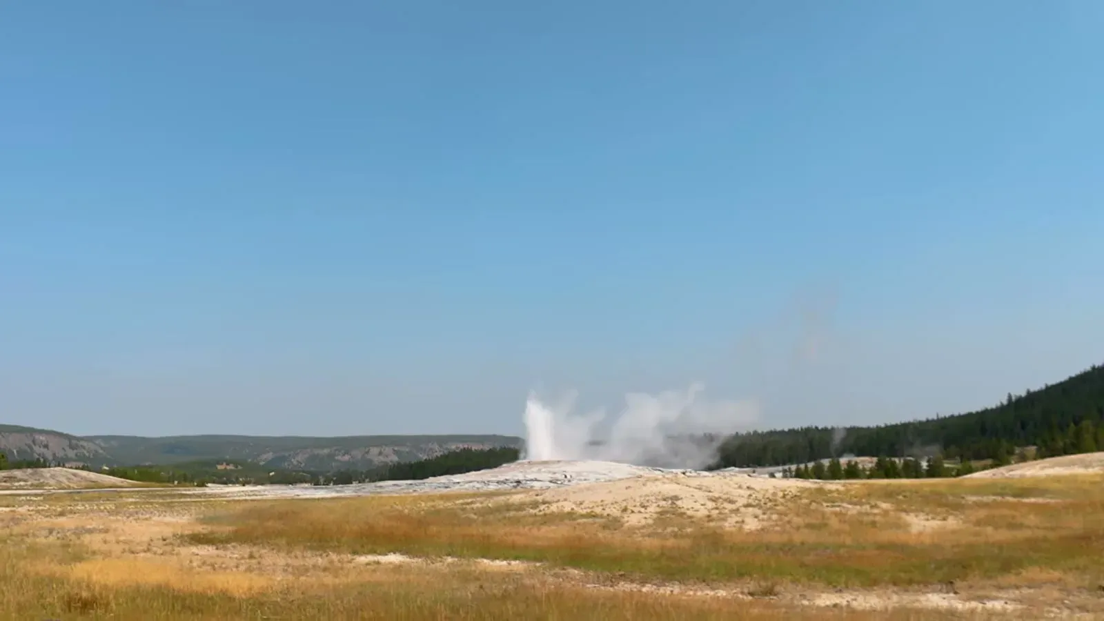 Old Faithful erupting, a white column of water and steam rising over the open geyser basin