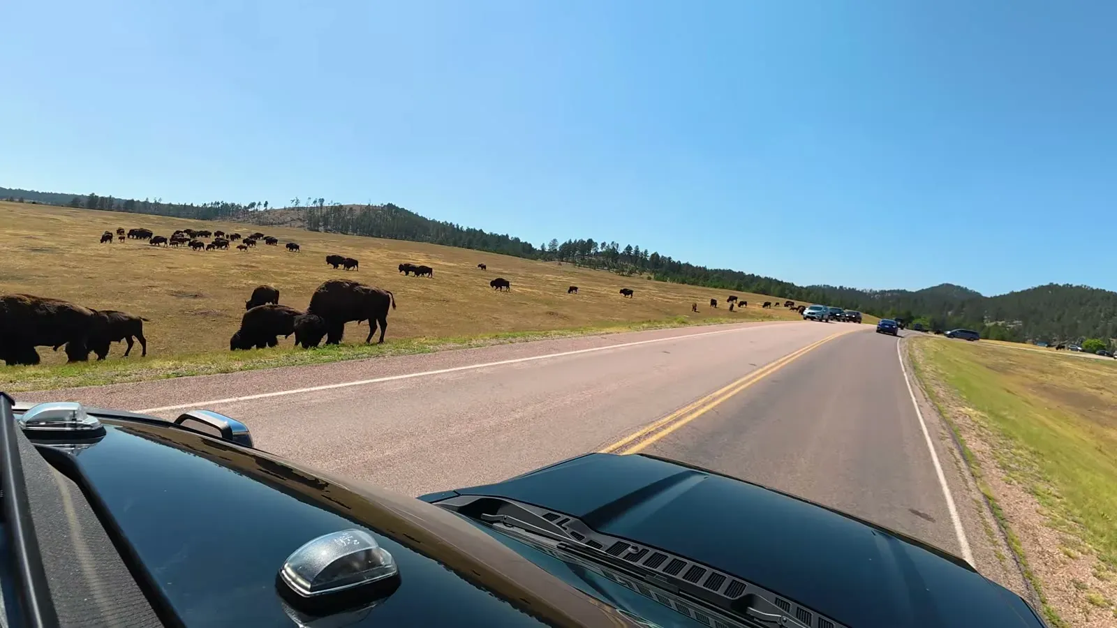 A bison herd grazing right up to the edge of the park road, with cars stopped in the distance