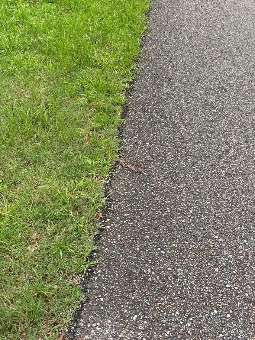 A small brown patterned snake at the edge of a paved path and grass on a walk at Gunter Hill Campground
