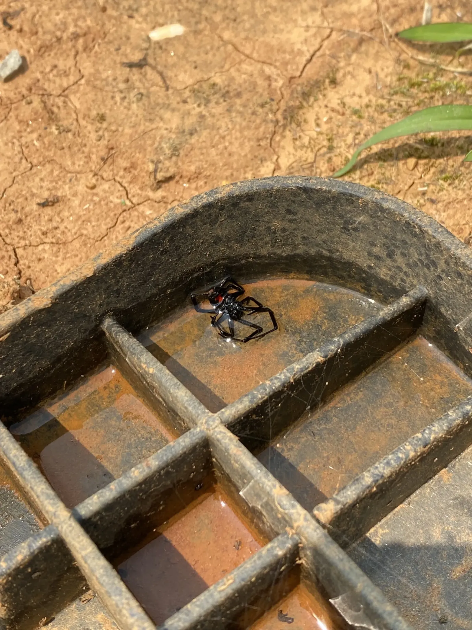 Close-up of the black widow, with its red marking, inside the water hookup box cover