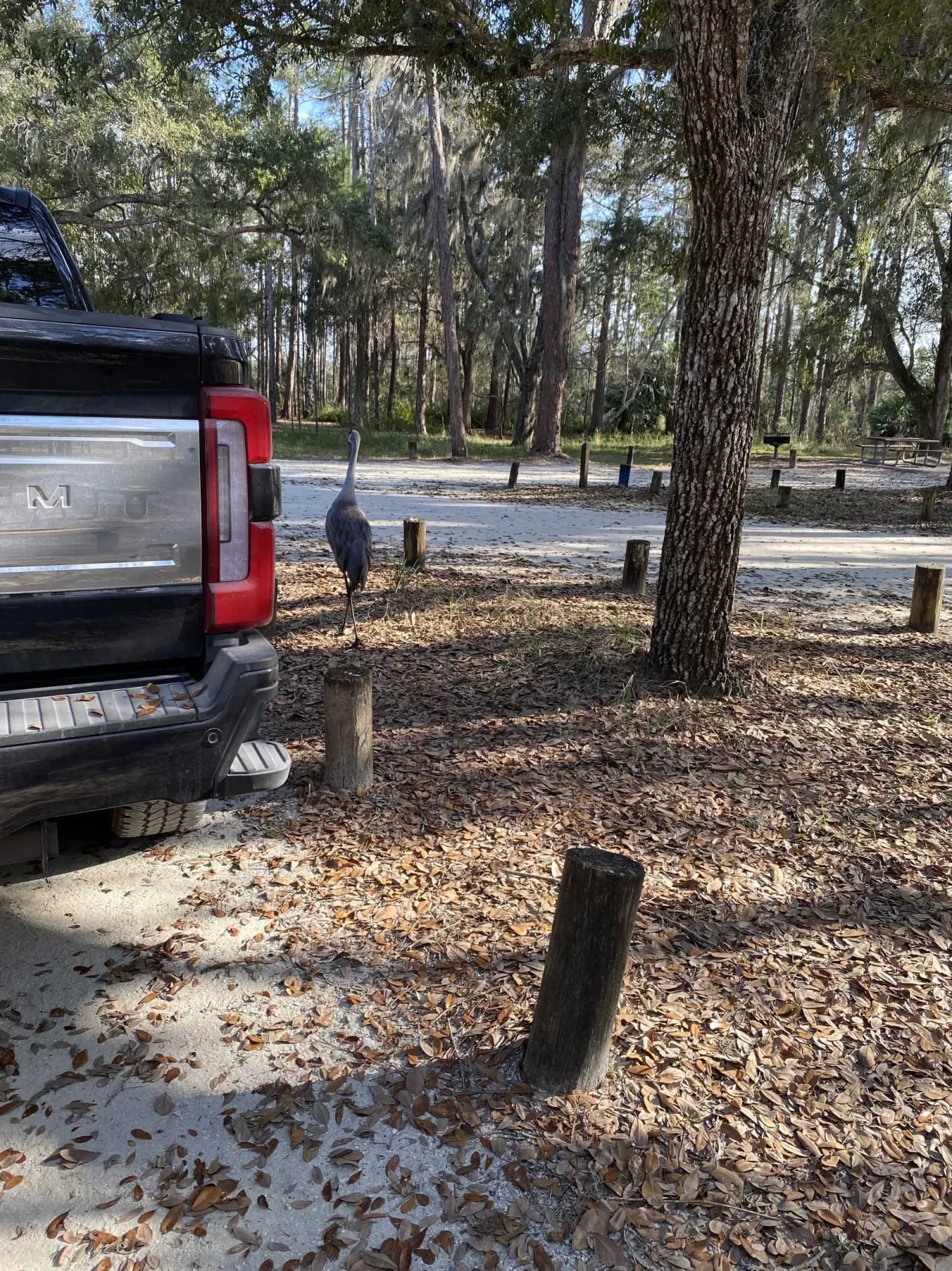 A sandhill crane walking past our truck between the wooden posts that line the campground road at Moss Park