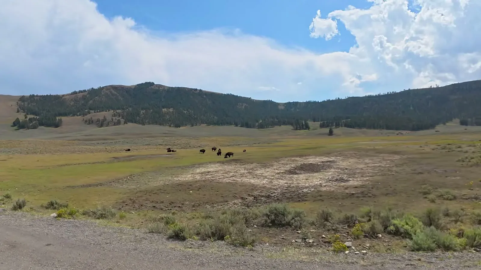 A small herd of bison grazing in the wide grassland of Lamar Valley below a forested ridge
