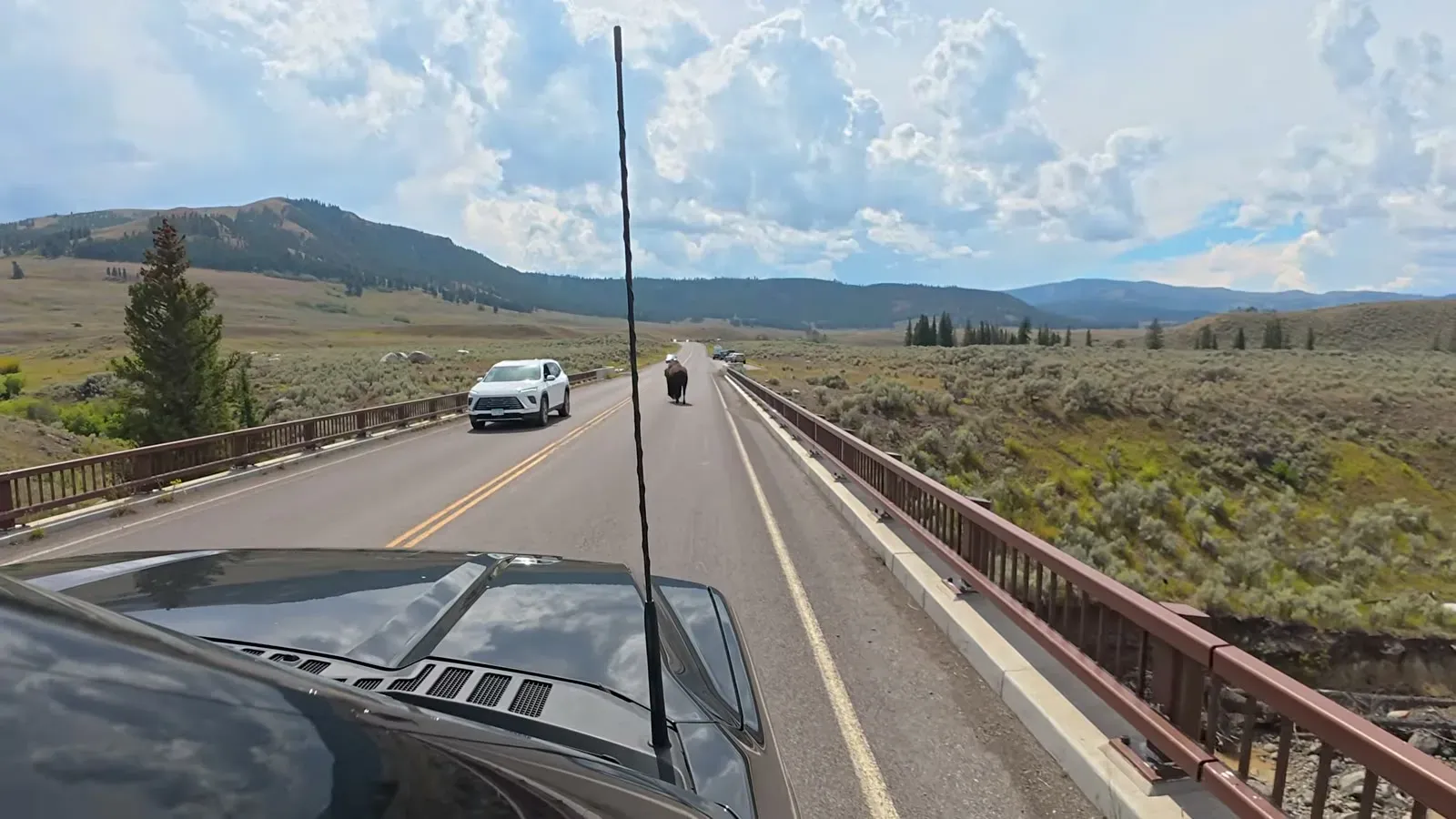 A bison walking down the middle of a bridge in Lamar Valley toward our truck, with an SUV in the other lane