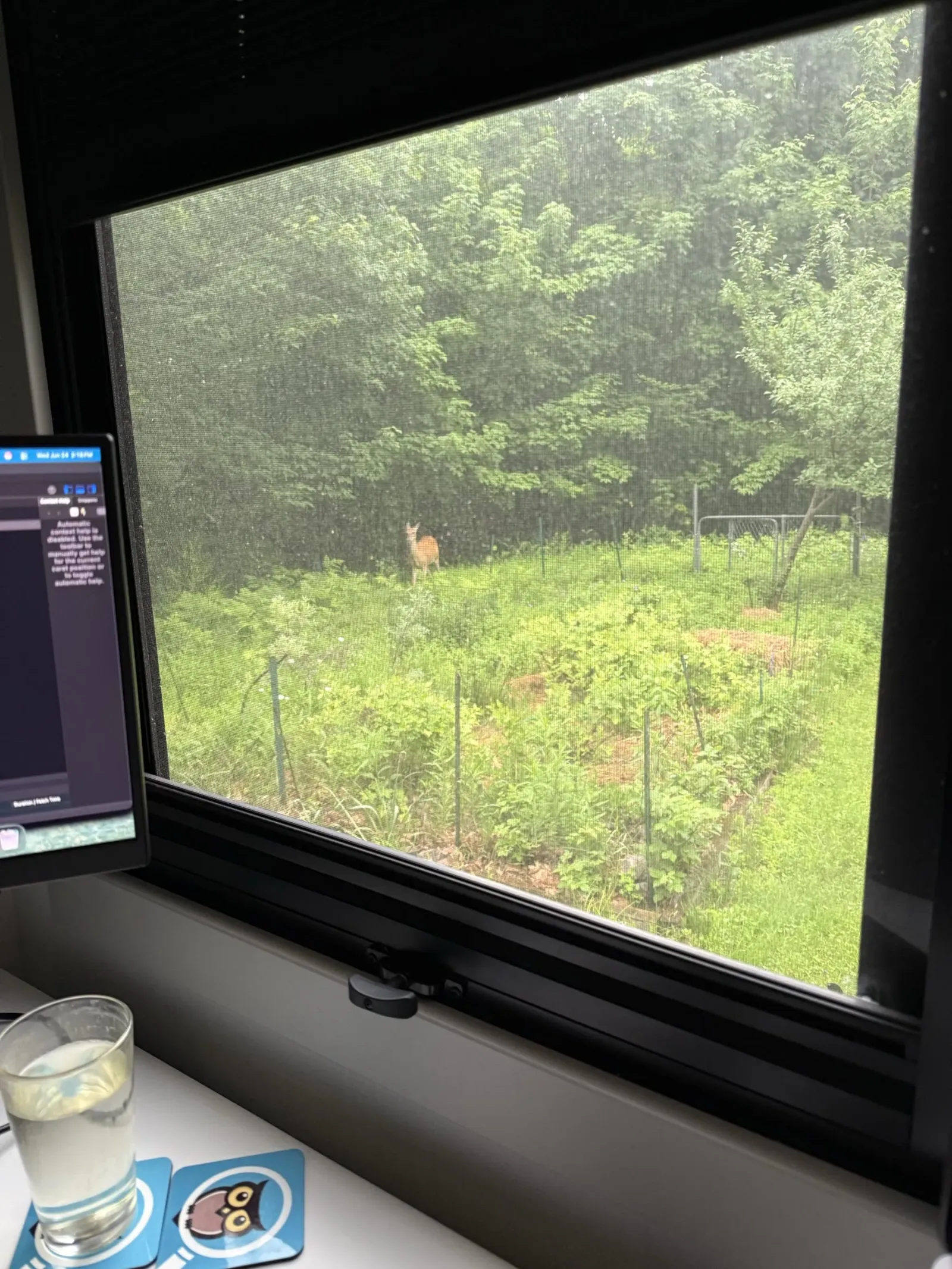 The view from the office desk in our Brinkley Model Z 3515: a deer standing in a field at the edge of the woods behind the rig