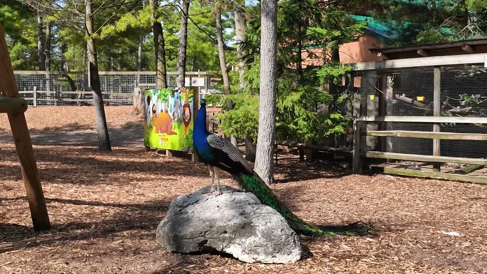 A peacock perches on a boulder beside the wooded walking path at Garlyn Zoo Wildlife Park.