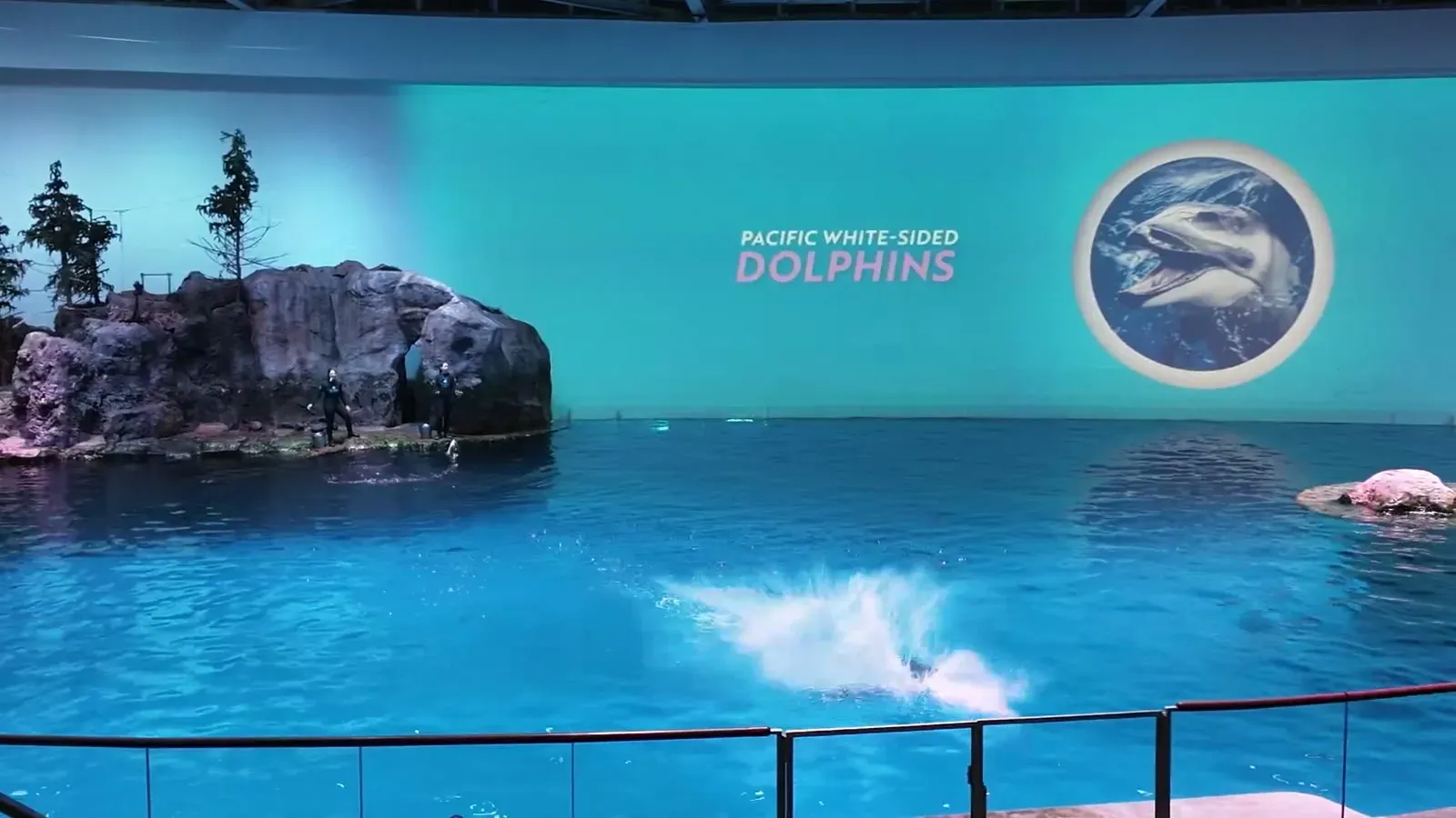 A dolphin splashing down mid-show in the Shedd Aquarium oceanarium, with the Pacific white-sided dolphins screen behind the pool.