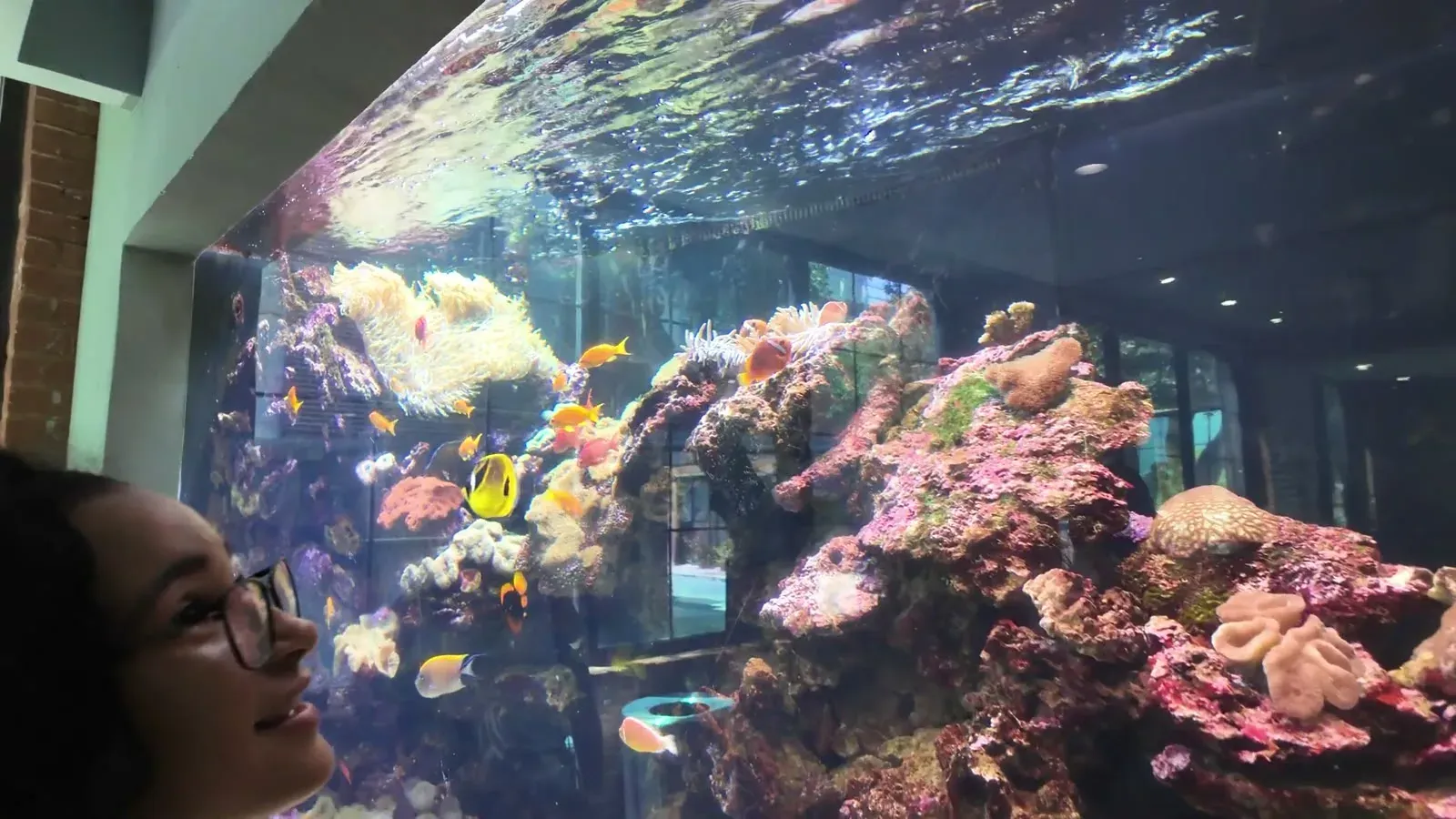 Fabiola up close to a coral reef tank at the Dallas World Aquarium, bright fish weaving through the rock.