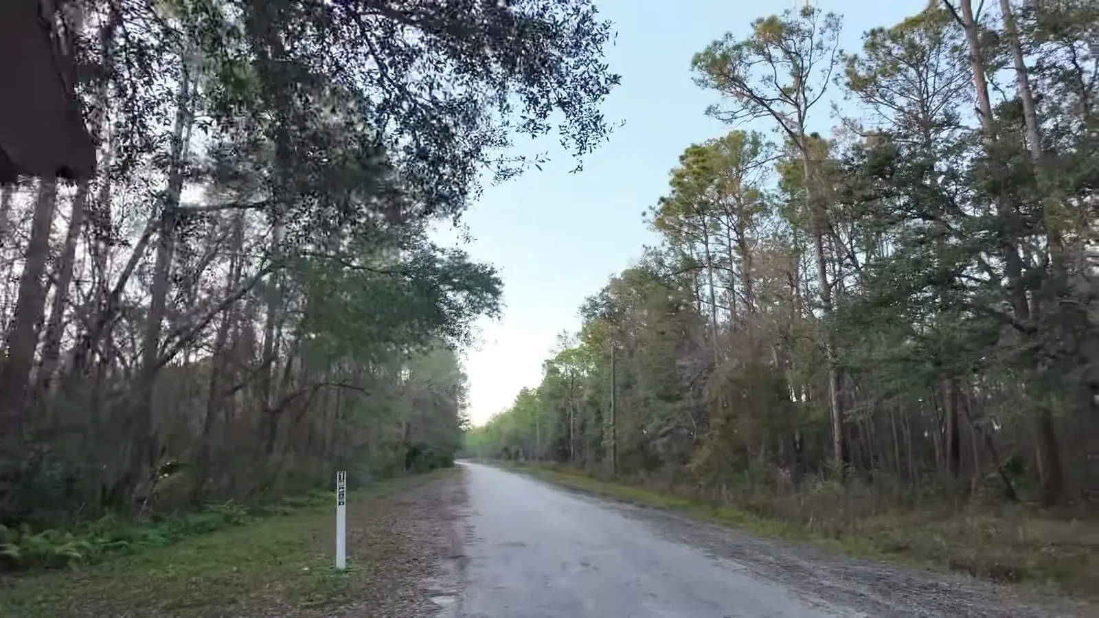 The quiet tree-lined road leading into Hampton Tract in the Green Swamp Wilderness Preserve.