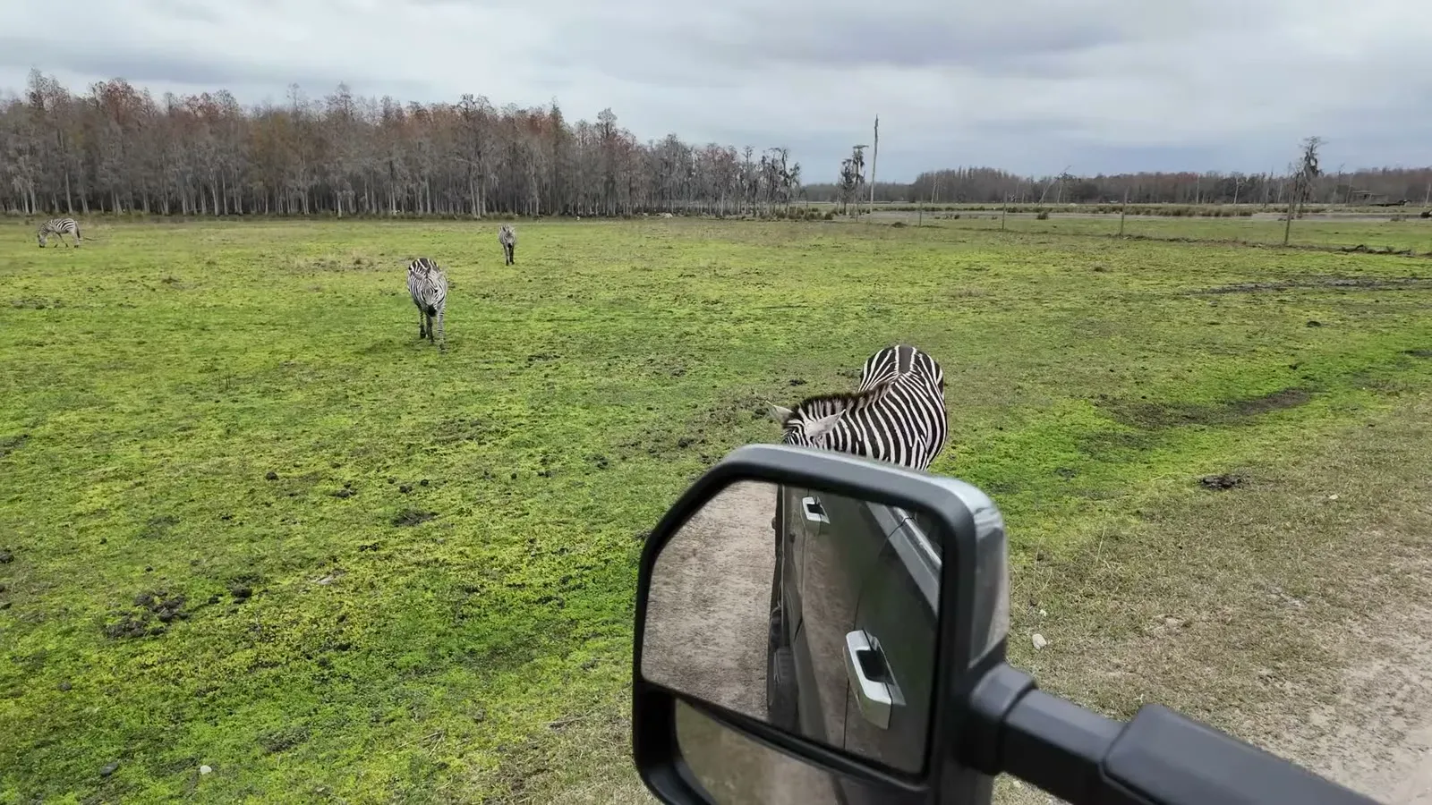 Zebras grazing right beside the safari vehicle on the open pasture at Safari Wilderness in Lakeland.