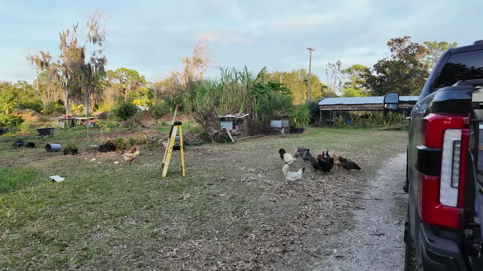 The resident chickens wander the dirt drive next to our truck at the Florida Hipcamp farm.