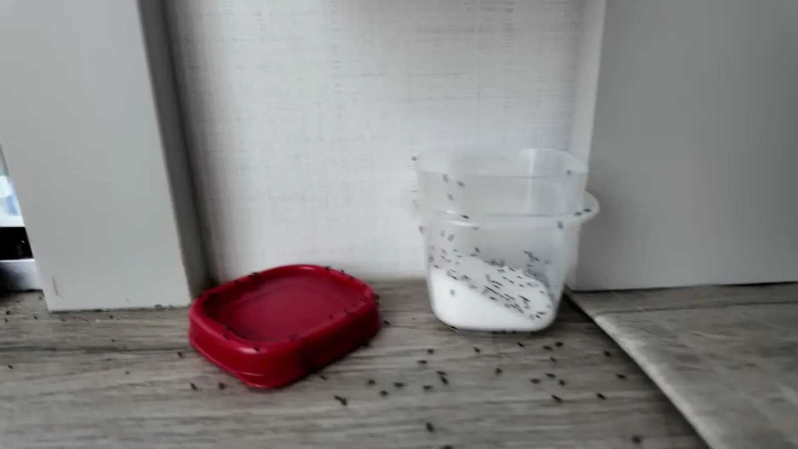 Ants swarming an open container of borax and sugar bait on the RV floor with dead ants scattered around it