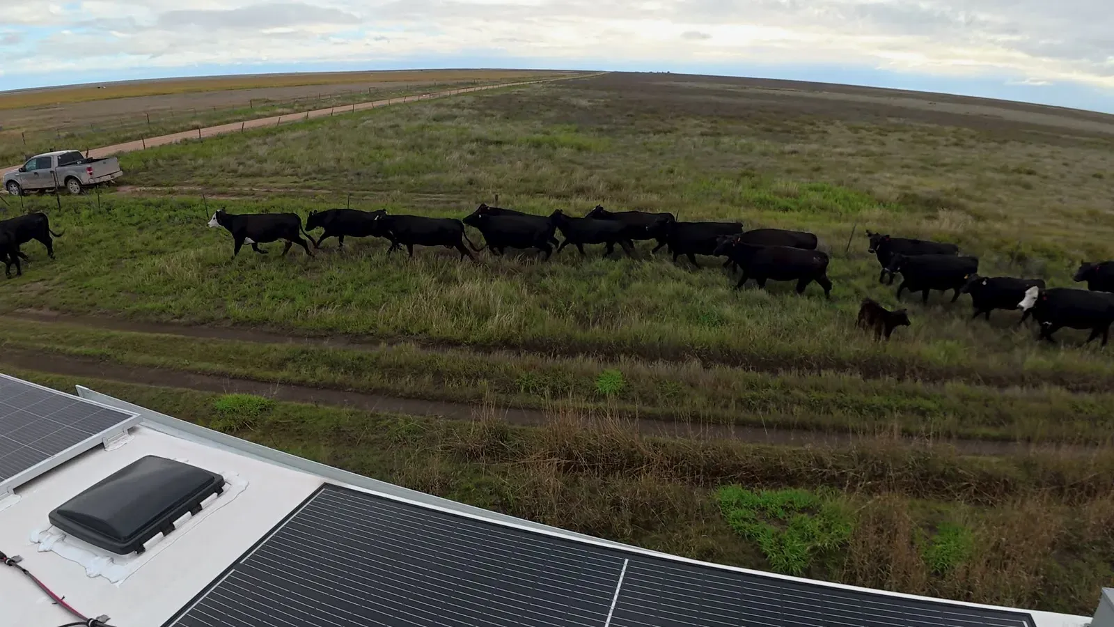 A line of black cattle walking past our RV, seen from the roof beside the solar panels
