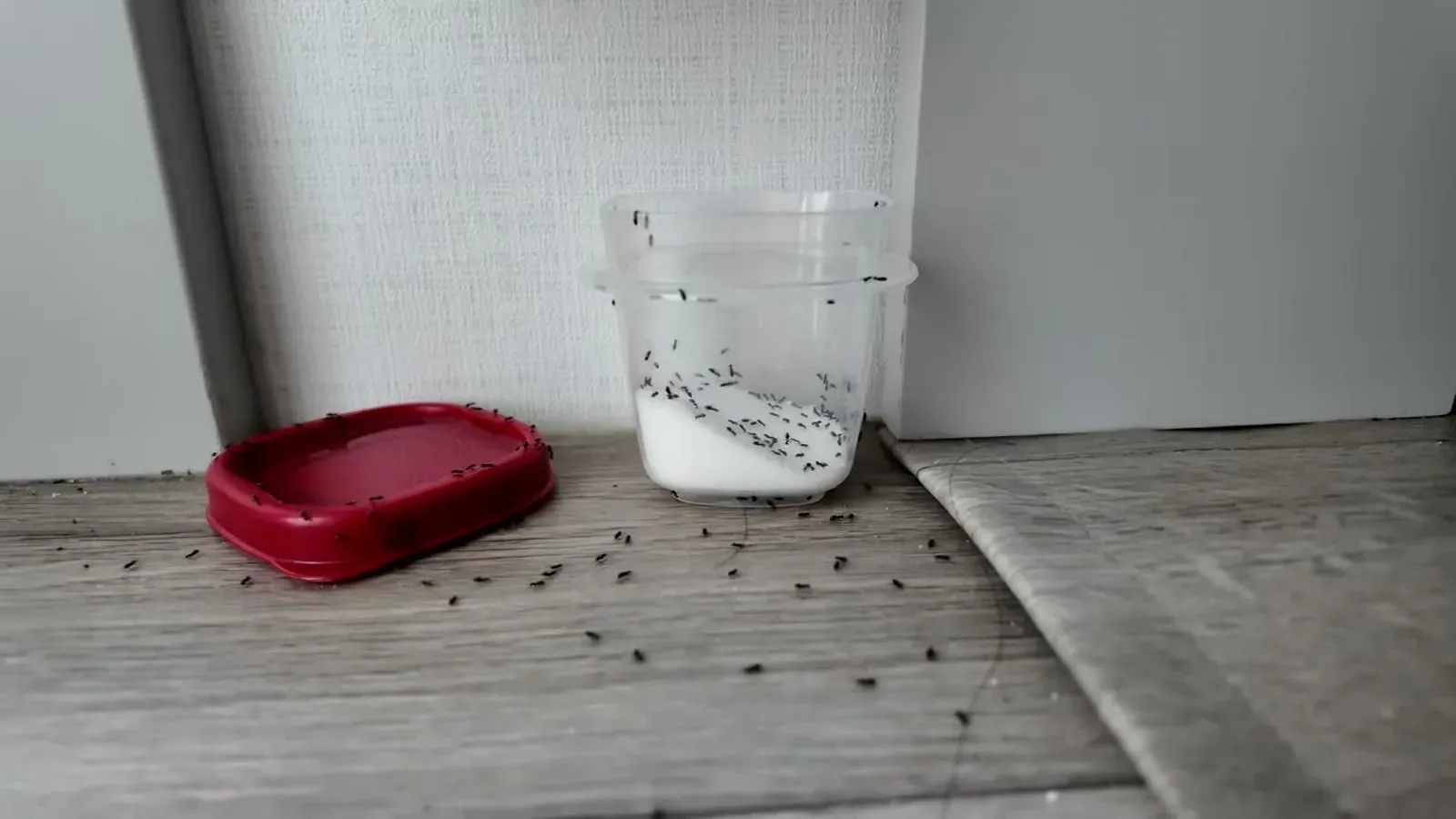 Ants swarming the red tray of borax and sugar bait, exactly where Fabiola wanted them.